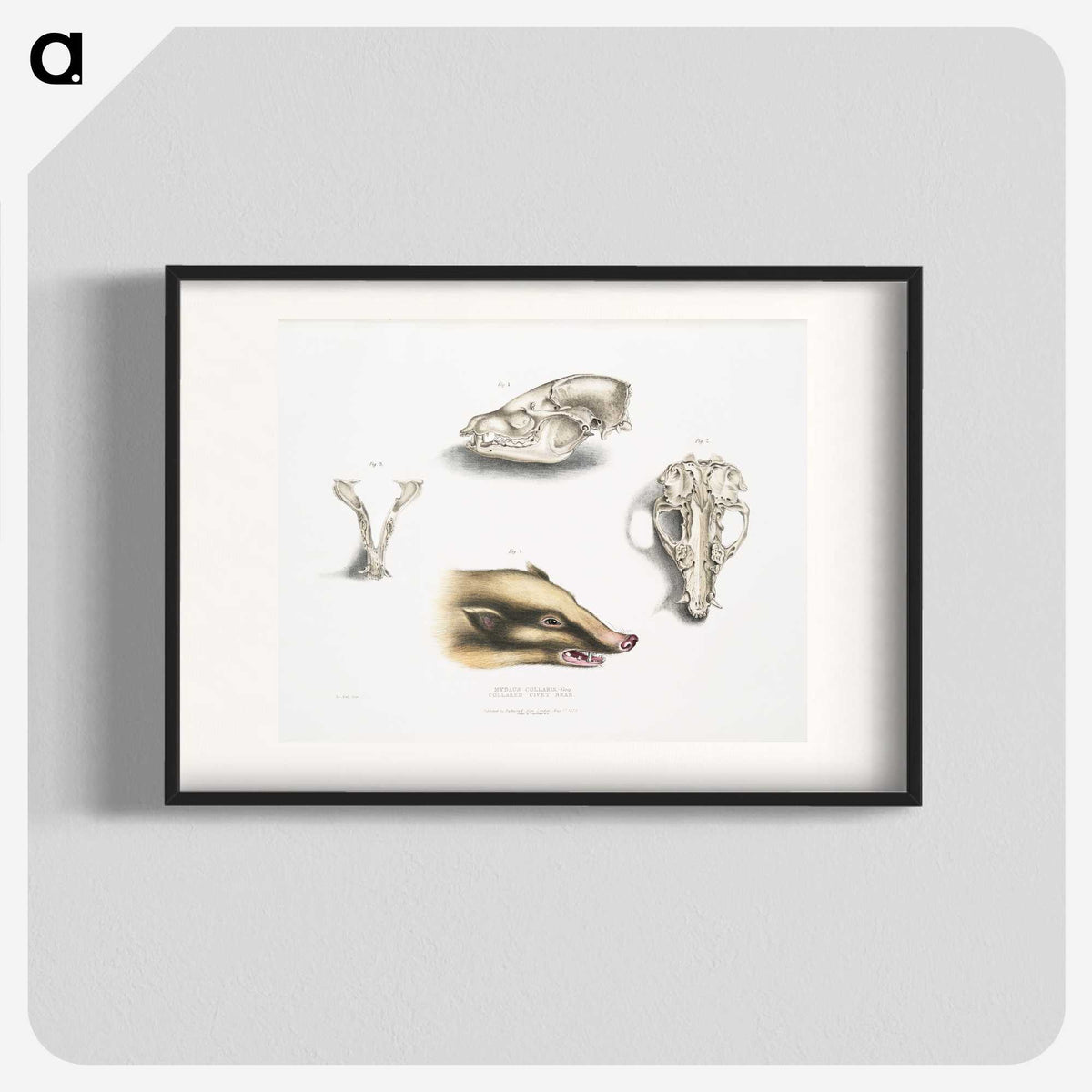 1-81_Indian-Zoology_blk