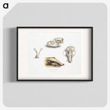 1-81_Indian-Zoology_blk