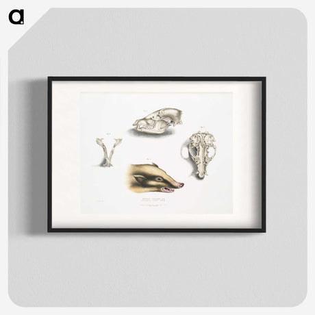 1-81_Indian-Zoology_blk