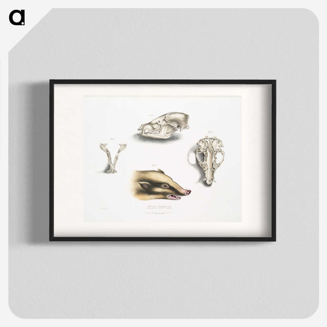 1-81_Indian-Zoology_blk