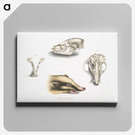 1-81_Indian-Zoology_canvas