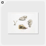 1-81_Indian-Zoology_hagaki