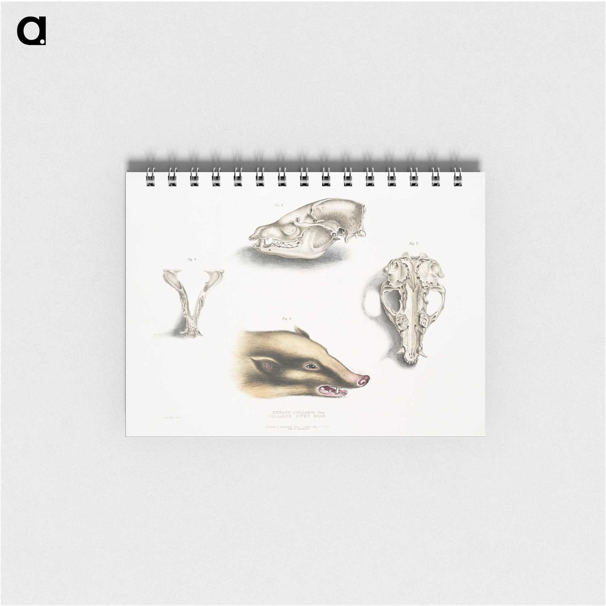 1-81_Indian-Zoology_memo