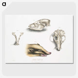 1-81_Indian-Zoology_picture-crop