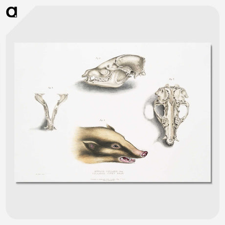 1-81_Indian-Zoology_picture-crop