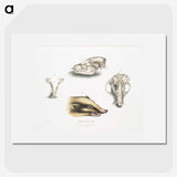 1-81_Indian-Zoology_picture