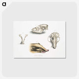 1-81_Indian-Zoology_postcard
