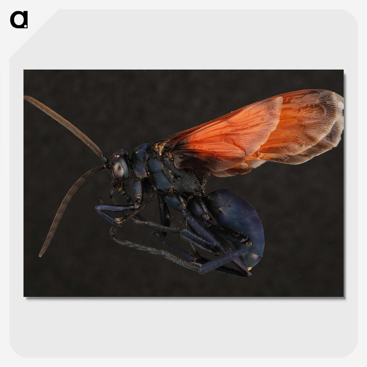 1-81_Insects-Unlocked-Project_picture-crop