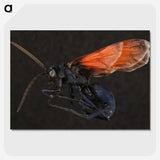 1-81_Insects-Unlocked-Project_picture-crop