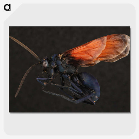 1-81_Insects-Unlocked-Project_picture-crop
