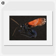 1-81_Insects-Unlocked-Project_picture