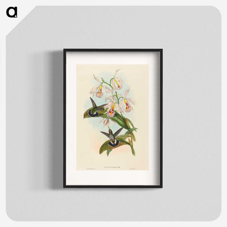 1-81_John-Gould_blk