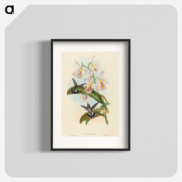 1-81_John-Gould_blk