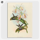1-81_John-Gould_picture-crop