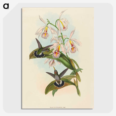 1-81_John-Gould_picture-crop