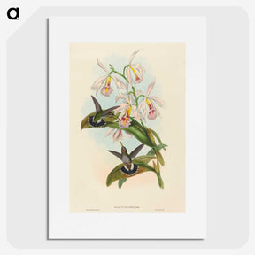 1-81_John-Gould_picture