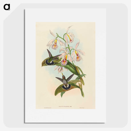 1-81_John-Gould_picture
