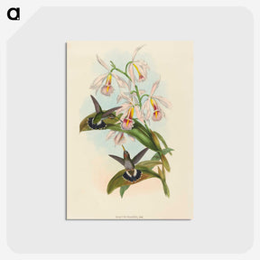 1-81_John-Gould_postcard
