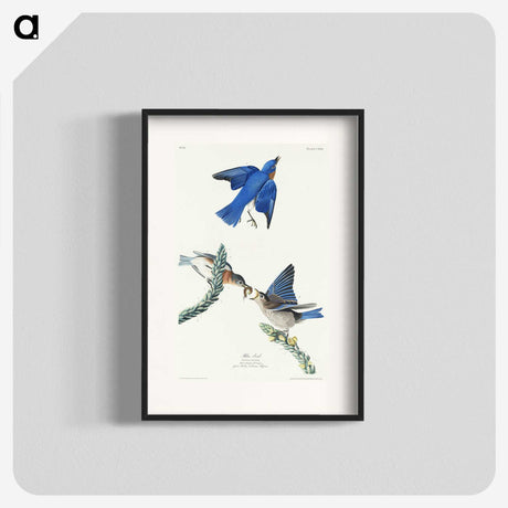 1-81_John-James-Audubon_blk