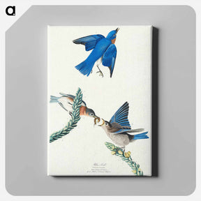 アートパネル-Bluebird from Birds of America
 - ジョン ジェームス オーデュボン Canvas.