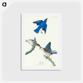 アートポストカード-Bluebird from Birds of America
 - ジョン ジェームス オーデュボン Postcard.