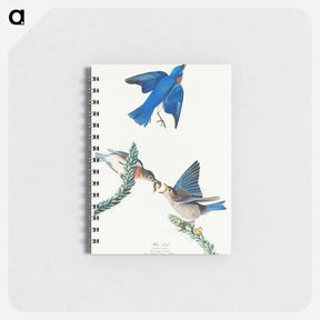 アートメモ帳-Bluebird from Birds of America
 - ジョン ジェームス オーデュボン Memo.