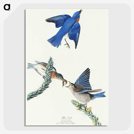 1-81_John-James-Audubon_picture-crop