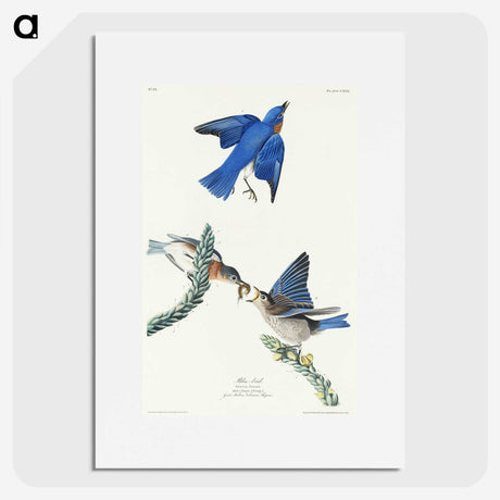 1-81_John-James-Audubon_picture