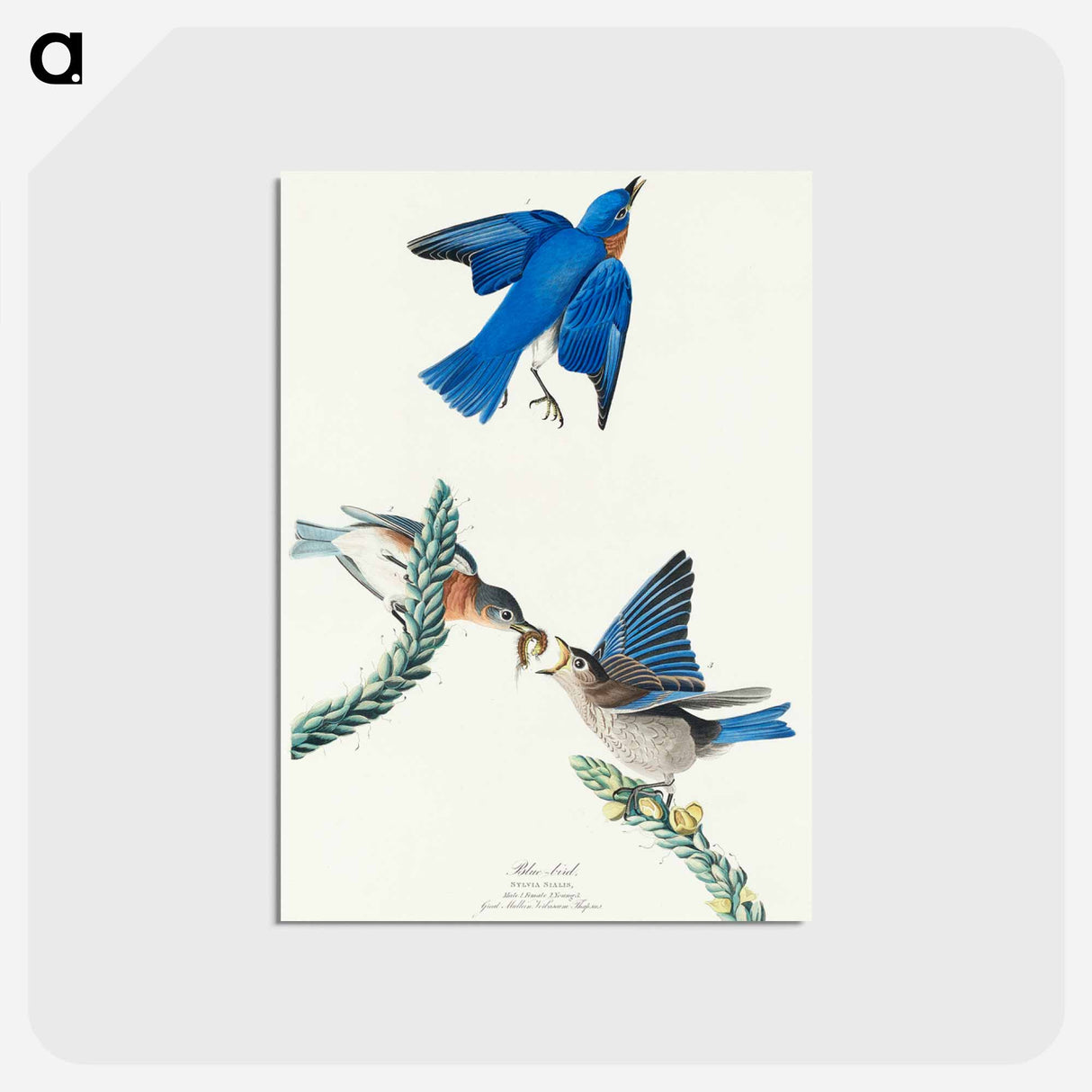 Bluebird from Birds of America
 - ジョン ジェームス オーデュボン Postcard.