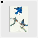 Bluebird from Birds of America
 - ジョン ジェームス オーデュボン Postcard.