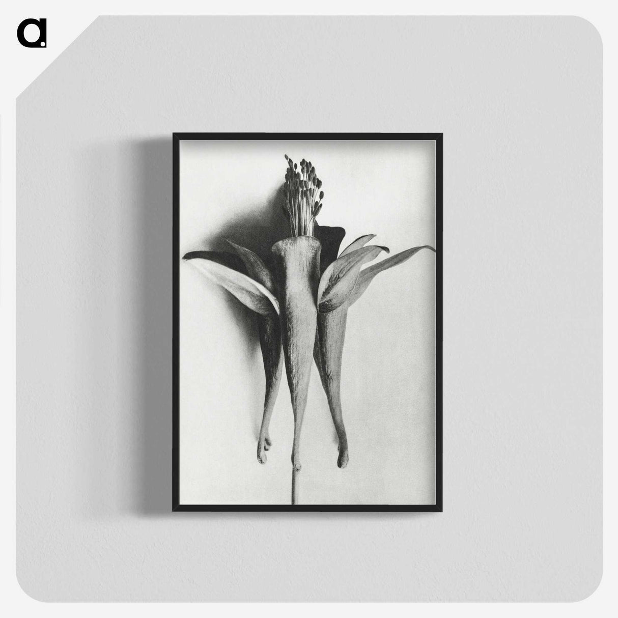 1-81_Karl-Blossfeldt_blk-crop