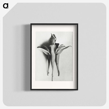 1-81_Karl-Blossfeldt_blk