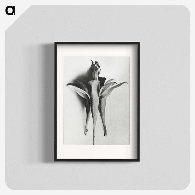 1-81_Karl-Blossfeldt_blk