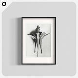 Aquilegia Chrysantha - Karl Blossfeldt Poster.