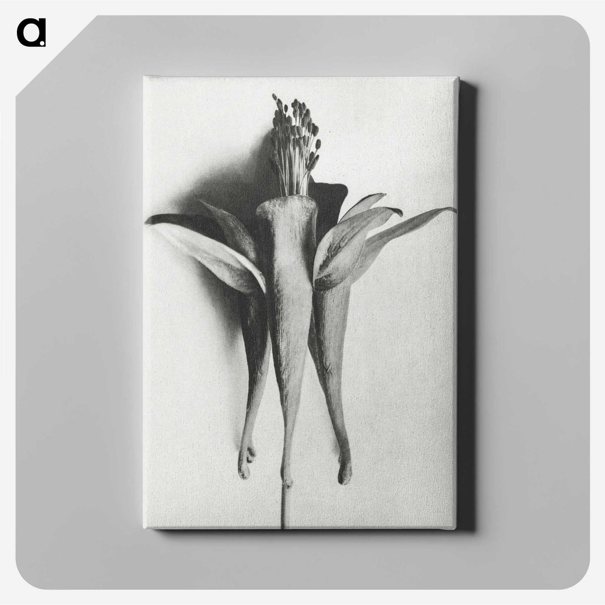 1-81_Karl-Blossfeldt_canvas
