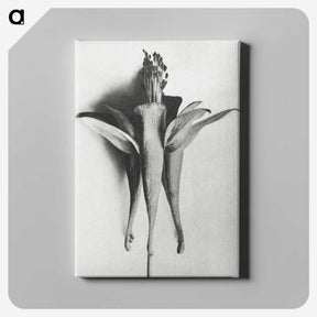 1-81_Karl-Blossfeldt_canvas