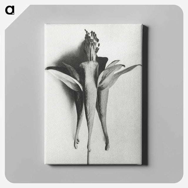 1-81_Karl-Blossfeldt_canvas