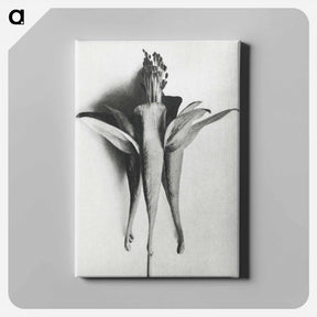 アートパネル-Aquilegia Chrysantha - カール ブロスフェルト Canvas.