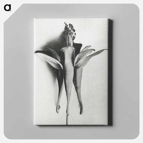 アートパネル-Aquilegia Chrysantha - カール ブロスフェルト Canvas.