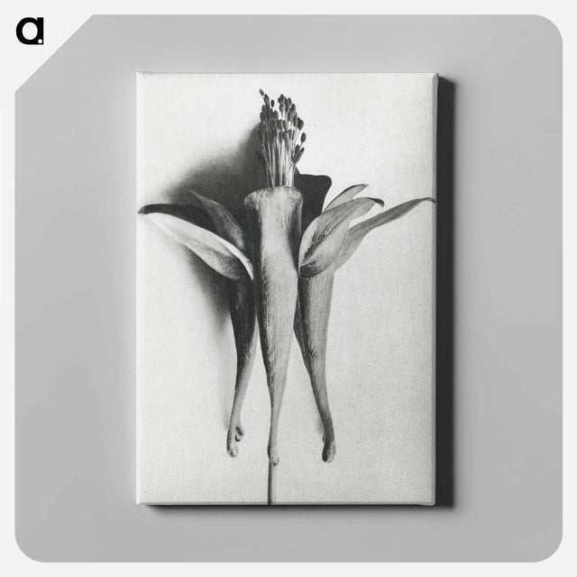 アートパネル-Aquilegia Chrysantha - カール ブロスフェルト Canvas.