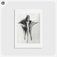 アートポストカード-Aquilegia Chrysantha - カール ブロスフェルト Postcard.