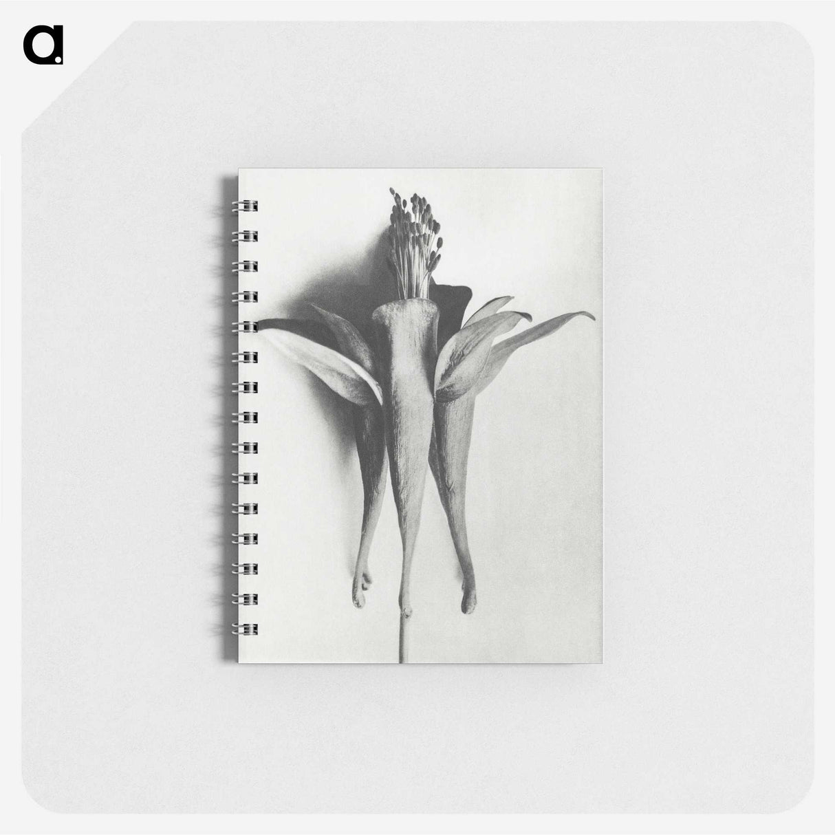 1-81_Karl-Blossfeldt_memo