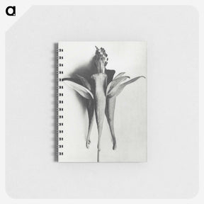 1-81_Karl-Blossfeldt_memo