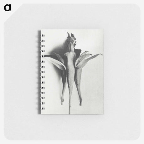 1-81_Karl-Blossfeldt_memo