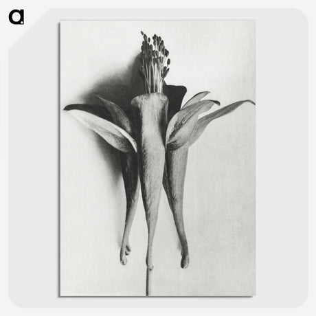 1-81_Karl-Blossfeldt_picture-crop