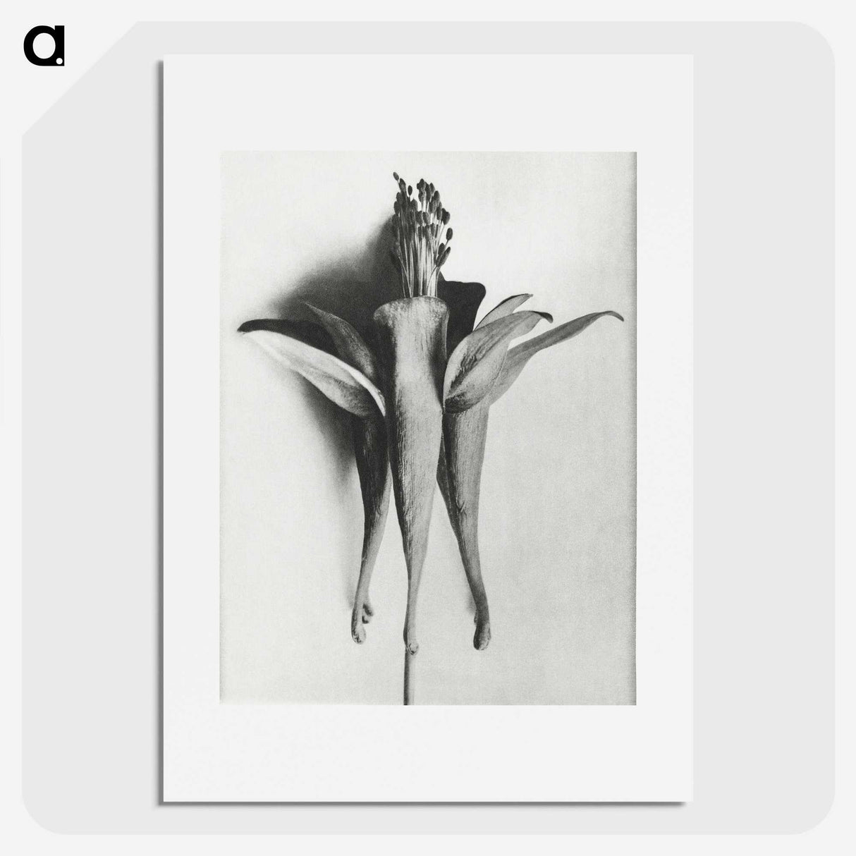 1-81_Karl-Blossfeldt_picture