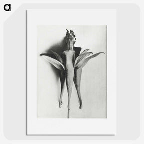 1-81_Karl-Blossfeldt_picture