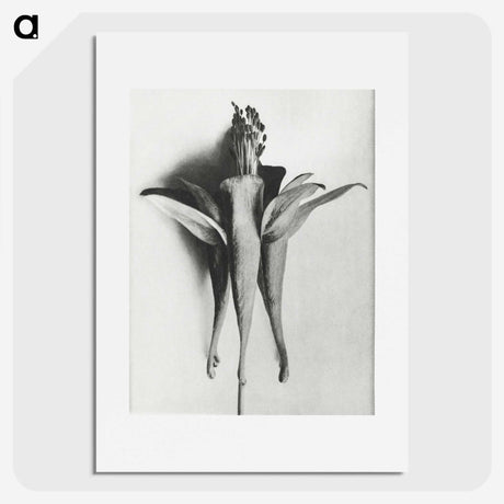 1-81_Karl-Blossfeldt_picture