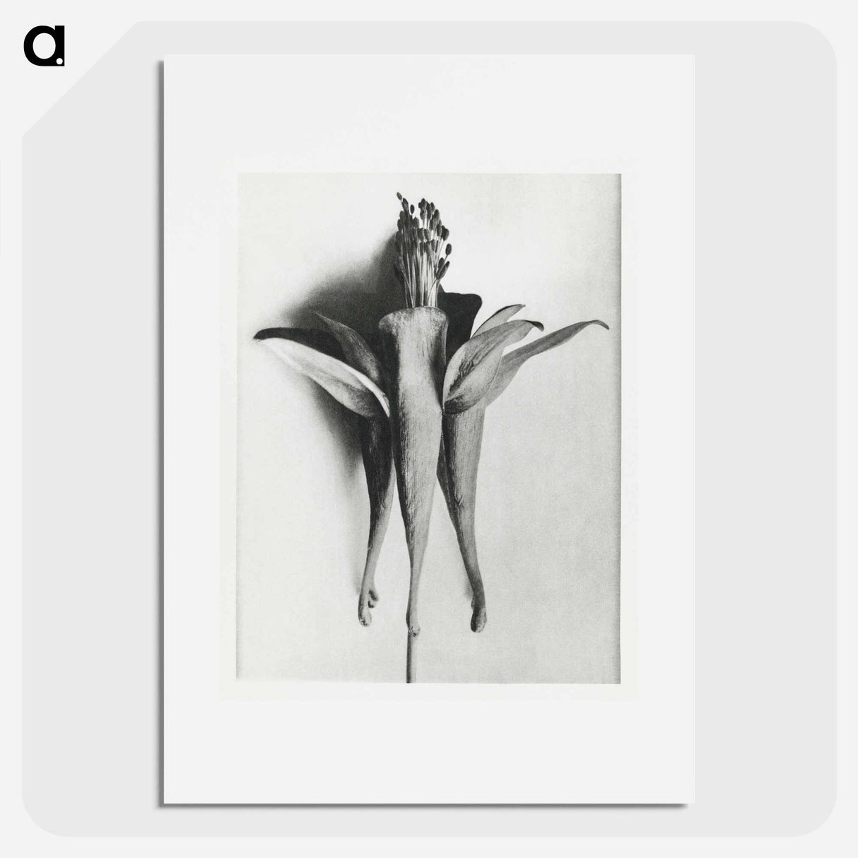 Aquilegia Chrysantha - Karl Blossfeldt Poster.