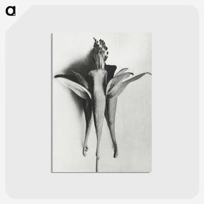 1-81_Karl-Blossfeldt_postcard